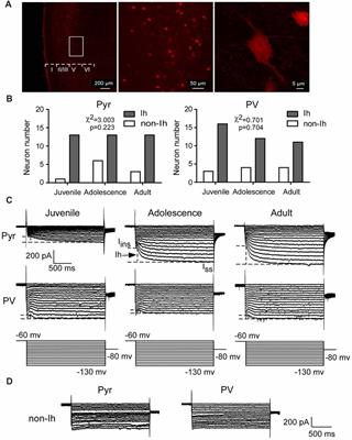 Frontiers | Cell-Type Specific Development Of The Hyperpolarization ...